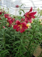 [4140 Musassi No01.JPG]